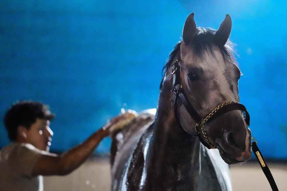 Fulleffort scratched from Kentucky Derby, Ocelli now in race